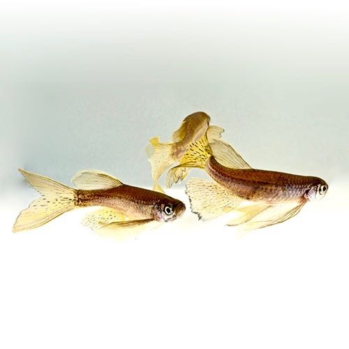 Brachydanio frankei lyretail - Danio leopard voile L